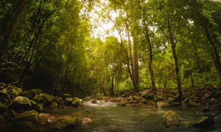 India Was a Tree Planting Laboratory for 200 Years – Here Are the Results