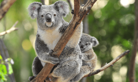 Saving Stitch – Arun learns about Endangered Koalas