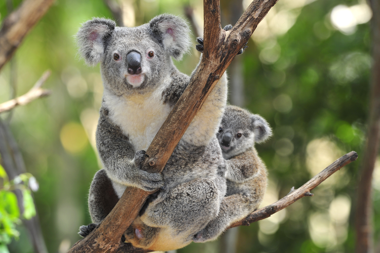 Saving Stitch – Arun learns about Endangered Koalas