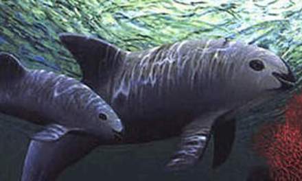 Arun’s Adventure with Vera – Saving the Amazing Vaquitas!