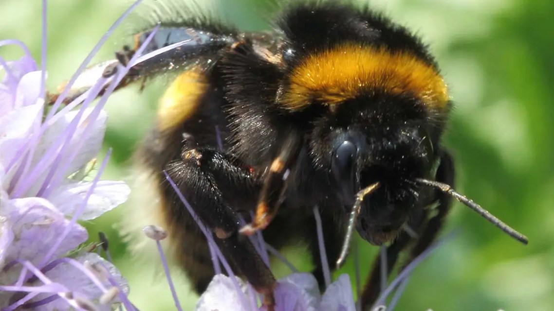 Climate change may lead to a timing mismatch between wild bees and fruit trees