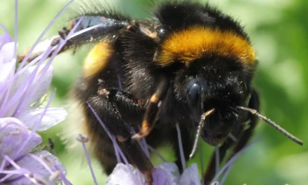 Climate change may lead to a timing mismatch between wild bees and fruit trees