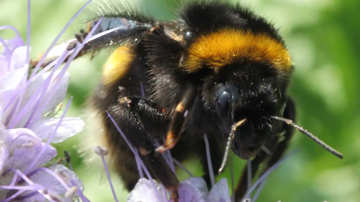 Climate change may lead to a timing mismatch between wild bees and fruit trees 1 Climate change may lead to a timing mismatch between wild bees and fruit trees 1