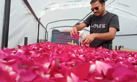 Can tech stop India wasting so much of its harvest?