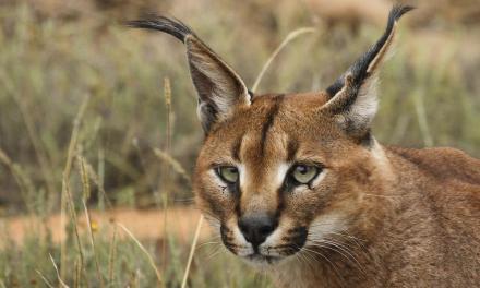Caracals on the brink of extinction, could become second cat species to be wiped out from India