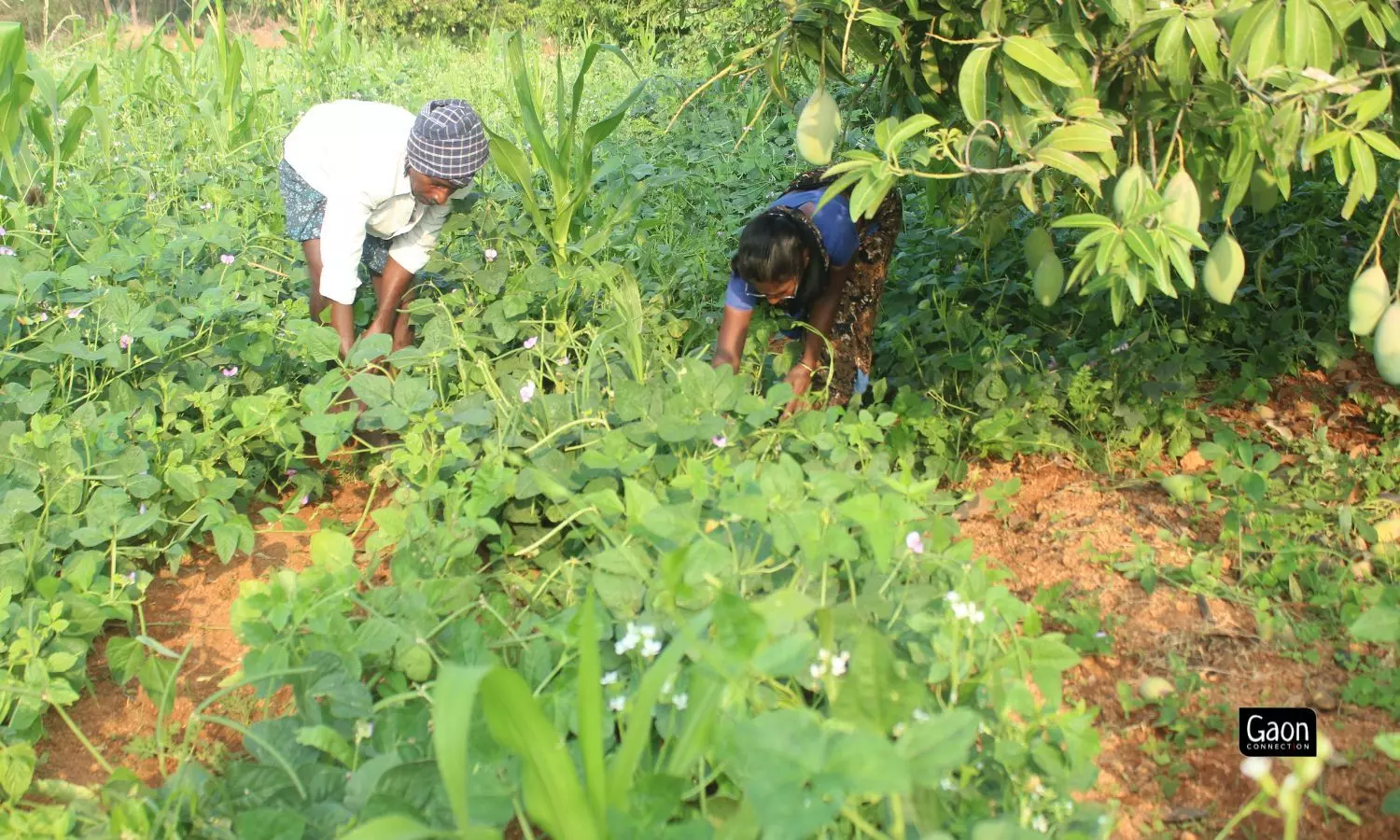 Growing 20 Crops a Year on Just One Acre of Land 5