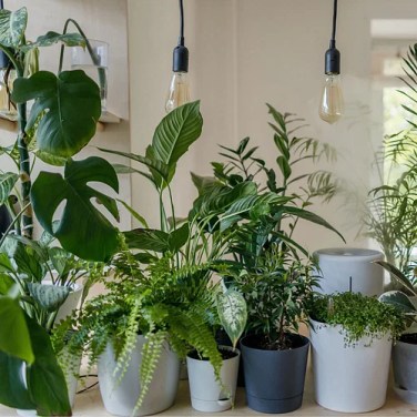 7 Vastu Plants That Can Bring Joy, Good Energy, Money, And Peace
