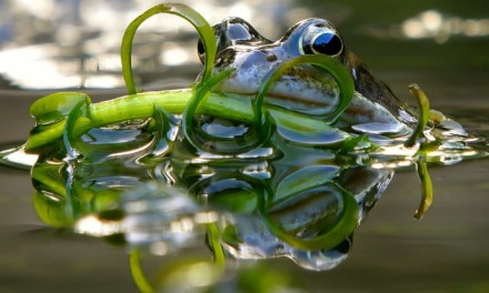 Female Frogs Fake Their Own Deaths as a Unique Mating Strategy