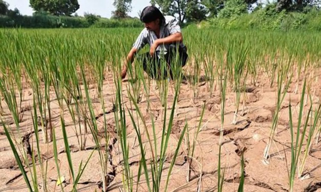 El Nino’s impact on Indian agriculture raises concerns for rural economy bl-premium-article-image