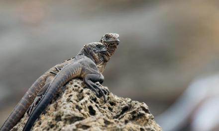 Scientists propose sweeping new law of nature, expanding on evolution