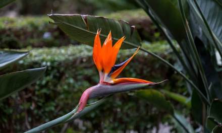 22 Gorgeous Flowers That Look Like Birds (With Pictures)