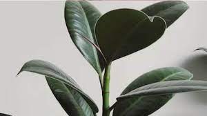 Right Container To Soil Enrichment, 7 Ways To Avoid Yellow Leaves In Rubber Plant