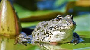 40% amphibians facing extinction. Leading reason isn’t disease or habitat loss anymore