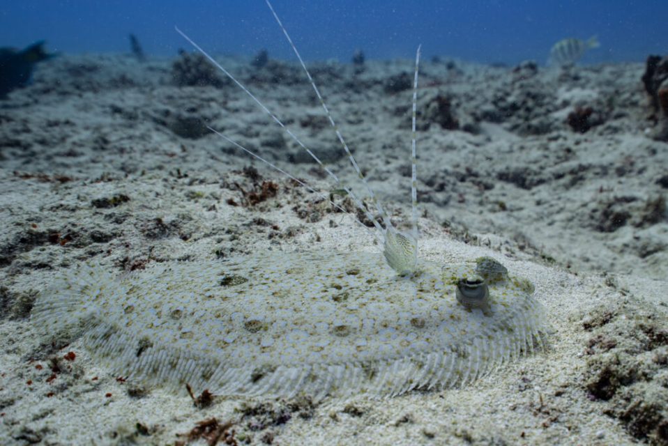 What’s the Difference Between Flounder and Cod?