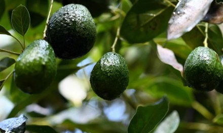 It’s not all bad news: Wonderful and wild stories about tackling climate change