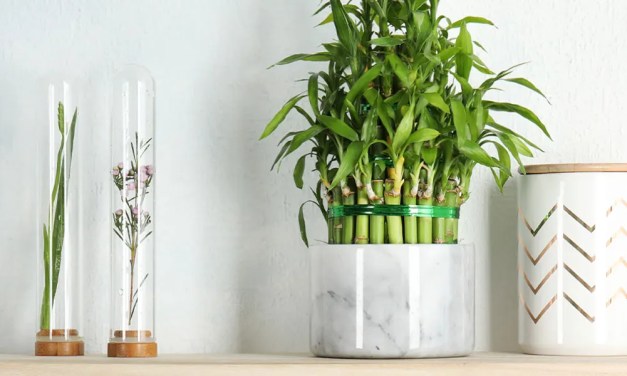 lucky bamboo care guide: growing tips + facts