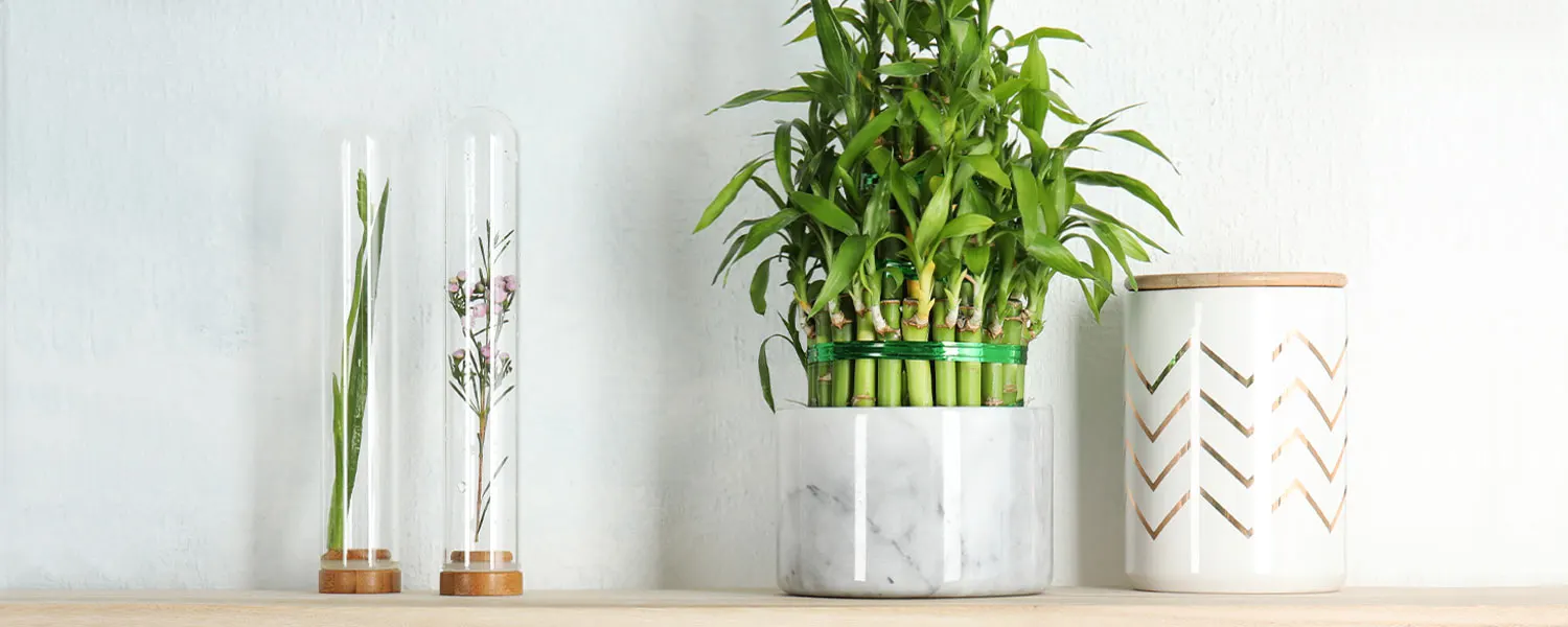 lucky bamboo care guide: growing tips + facts 1 lucky bamboo care guide: growing tips + facts 1