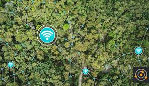 Forest Management: Types, Technologies and How To Prevent Forest Fires