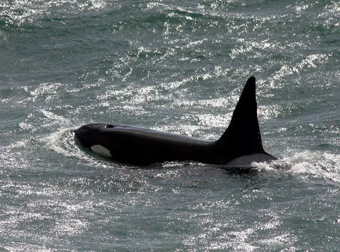 An orca species that helped humans hunt whales for thousands of years may now be extinct, new research reveals 1 An orca species that helped humans hunt whales for thousands of years may now be extinct, new research reveals 1