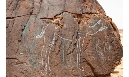 Scientists Uncover Mystical Life-Sized Carvings of Extinct Camels in Saudi Arabia’s Desert (PHOTOS)