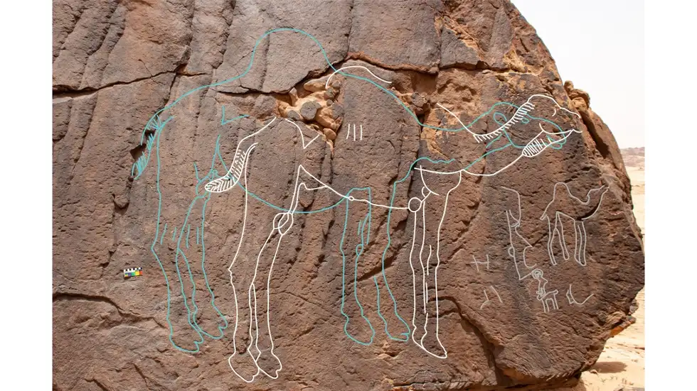 Scientists Uncover Mystical Life-Sized Carvings of Extinct Camels in Saudi Arabia’s Desert (PHOTOS)