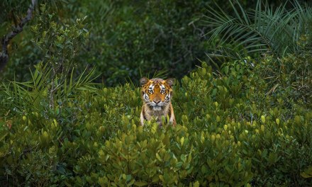 35 Heart-Touching Winning Photos Of The Mangrove Photography Awards 2023