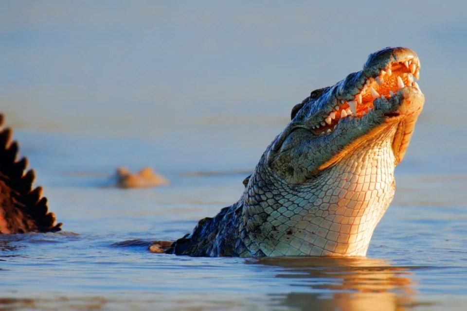 What’s the Difference Between a Nile Crocodile and Saltwater Crocodile?