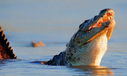 What’s the Difference Between a Nile Crocodile and Saltwater Crocodile?