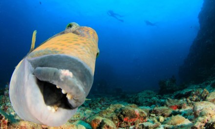 The Funniest Ocean Puns That Will Make Anyone Laugh