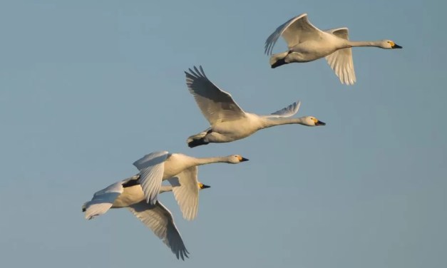 Climate change: Fewer wild swans returning to UK in winter
