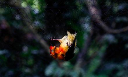 Tropical birds show signs of mercury contamination, due to artisanal gold mining operations: Study