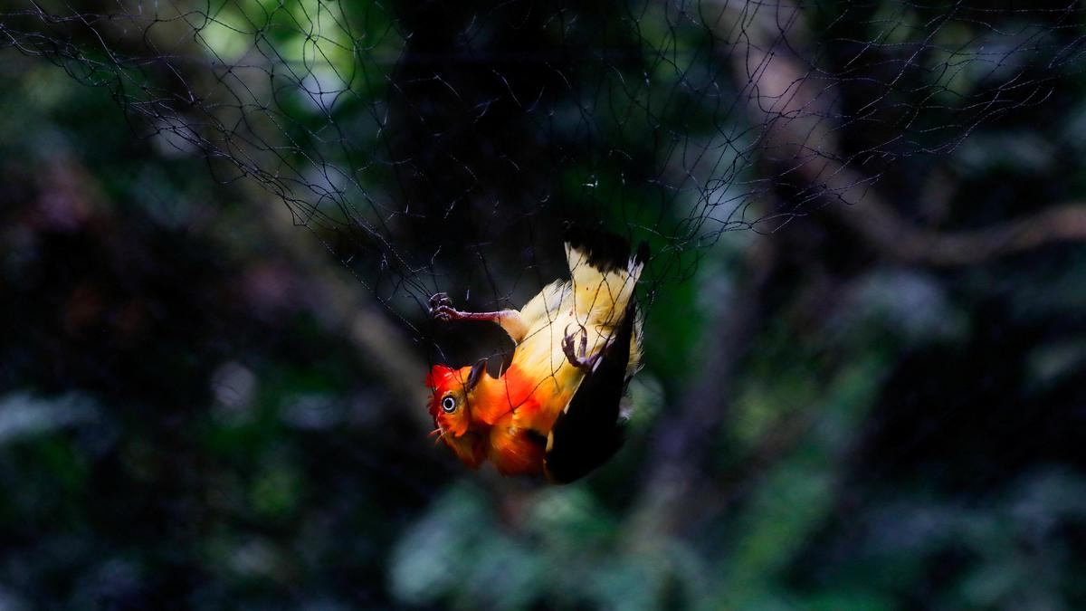 Tropical birds show signs of mercury contamination, due to artisanal gold mining operations: Study 1