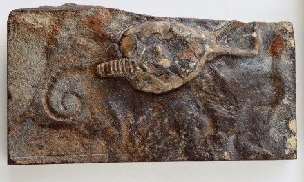 Robotics ‘Revives’ a Long-Extinct Starfish Ancestor