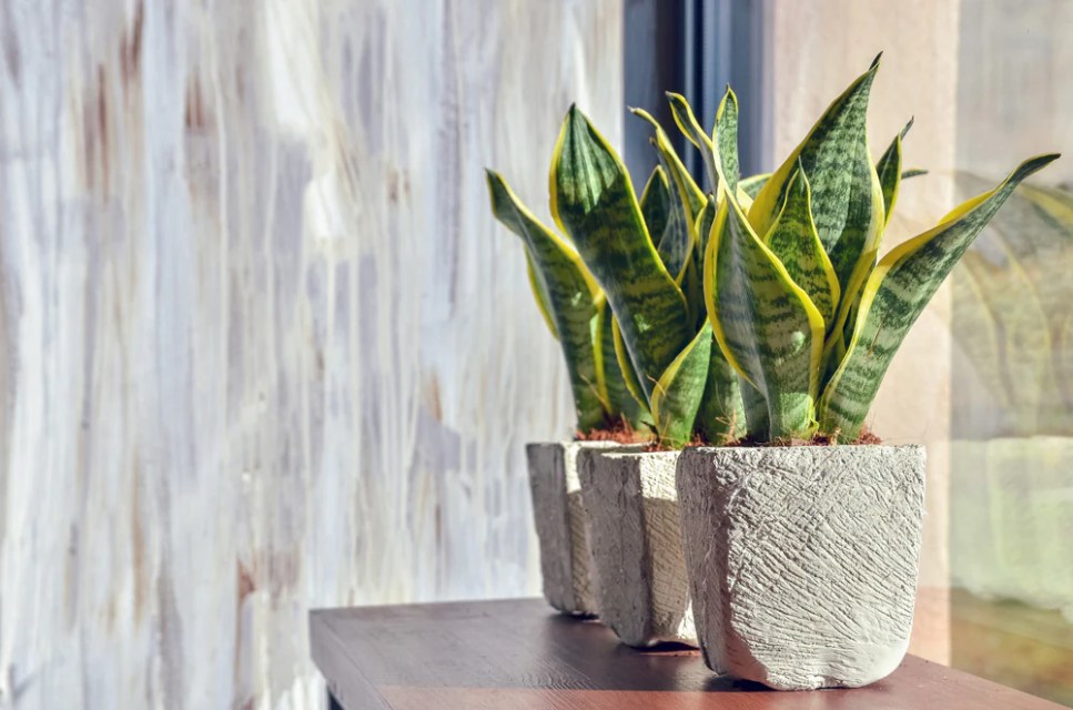 10 Benefits of the Snake Plant: The Ideal Indoor Plant