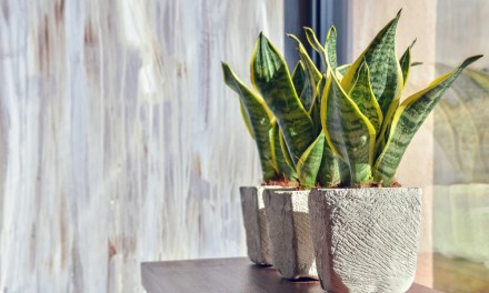 10 Benefits of the Snake Plant: The Ideal Indoor Plant