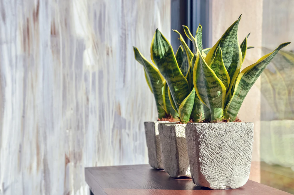 10 Benefits of the Snake Plant: The Ideal Indoor Plant 1