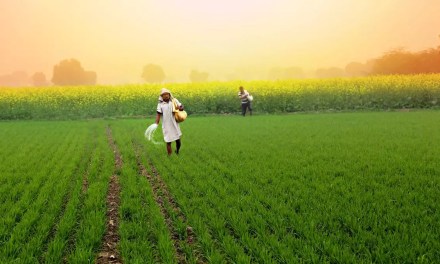 Bio-fertilizers and climate change mitigation: A green solution for agriculture