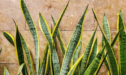 Air Pollution? No worries…this plant can transform carbon dioxide into oxygen even at night