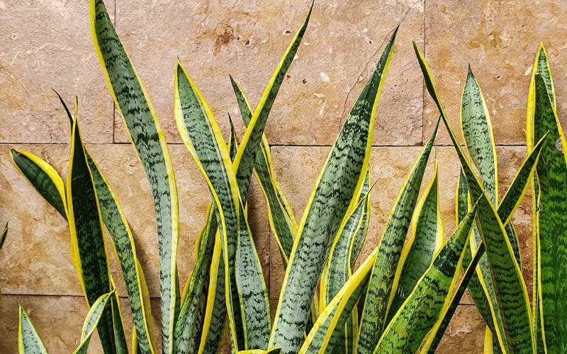 Air Pollution? No worries…this plant can transform carbon dioxide into oxygen even at night