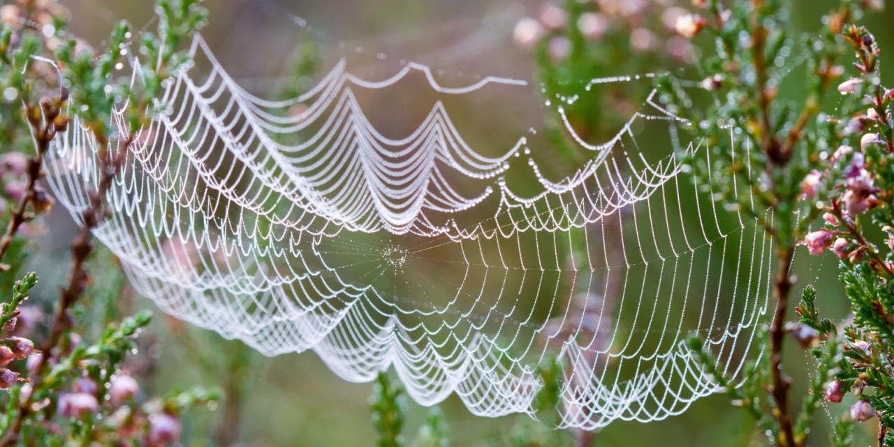 3 plants that will keep spiders out of your house