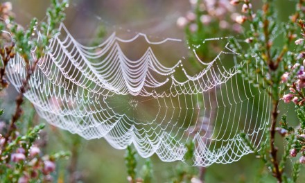 3 plants that will keep spiders out of your house