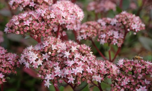 When to cut back sedum for winter – simple tips for pruning stems after the first frosts