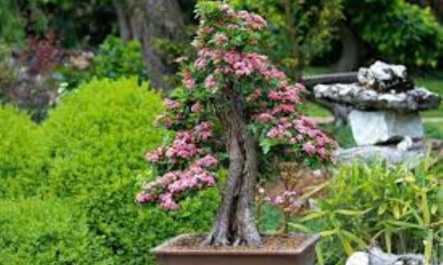 Bonsai Technique: An exclusive sector in the landscape gardening industry