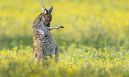 15 Hilarious Winning Photos Of Comedy Wildlife Photography Awards 2023