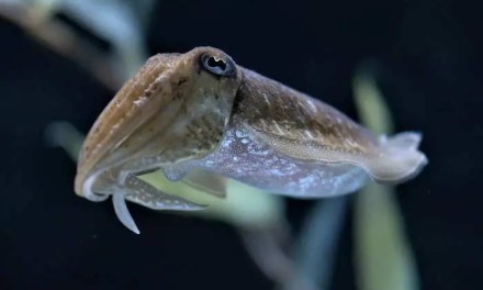 Cuttlefish have just managed to pass an intelligence test that even human children sometimes struggle with