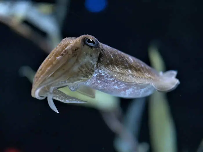 Cuttlefish have just managed to pass an intelligence test that even human children sometimes struggle with