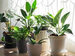 5 Indoor Plants For Winter & How To Take Care Of Them