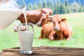 Organic Milk Vs. Regular Milk: The 5 Differences Between The Two Beverages