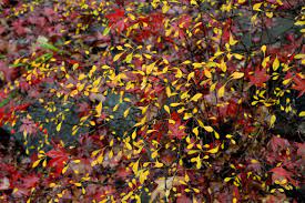 Should fallen leaves be left over winter on a flower bed? Ask an Extension expert