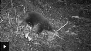 First-ever images prove ‘lost echidna’ not extinct